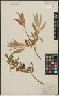 Foto von Salix alba L. x Salix fragilis L.